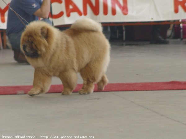 Photo de Chow chow