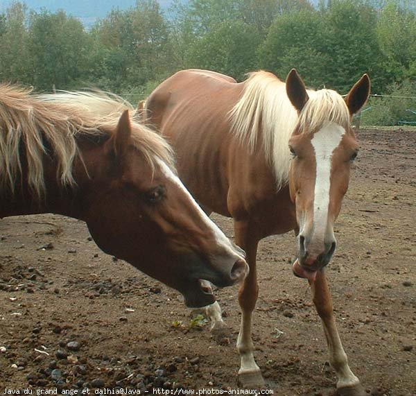 Photo de Races diffrentes