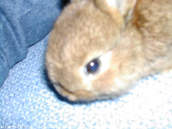 Photo de Lapin