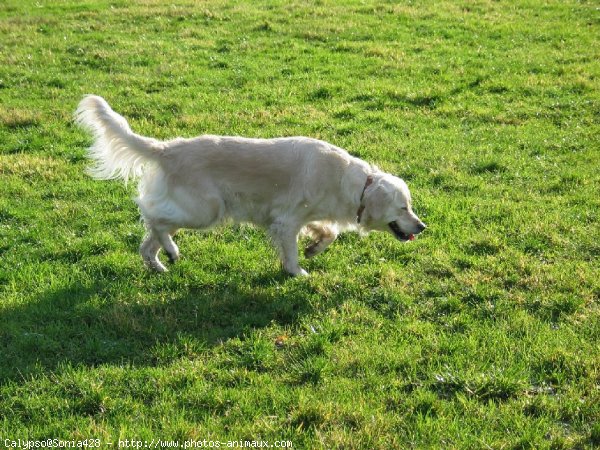 Photo de Golden retriever