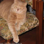 Photo de British shorthair