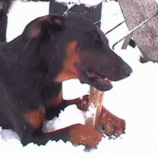 Photo de Dobermann