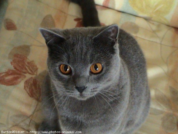 Photo de Chartreux