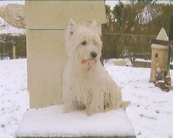 Photo de West highland white terrier