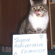 Photo de Chat domestique