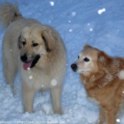 Photo de Races diffrentes