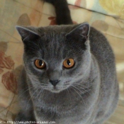 Photo de Chartreux