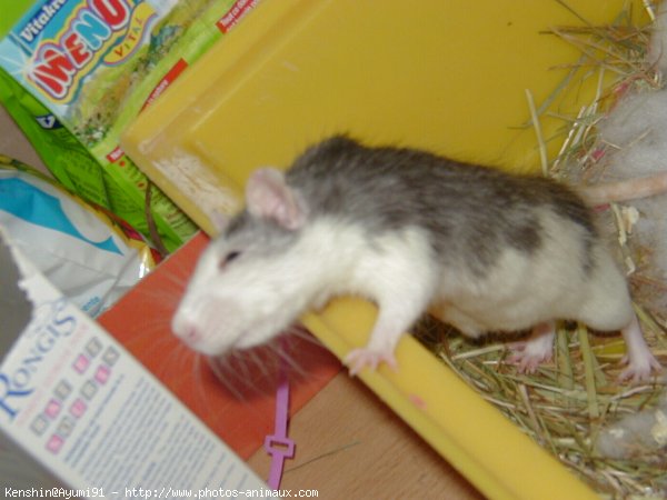 Photo de Rat