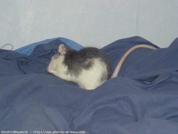 Photo de Rat