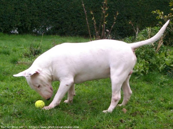 Photo de Bull terrier miniature