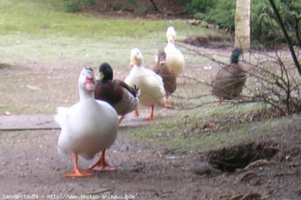 Photo de Canard