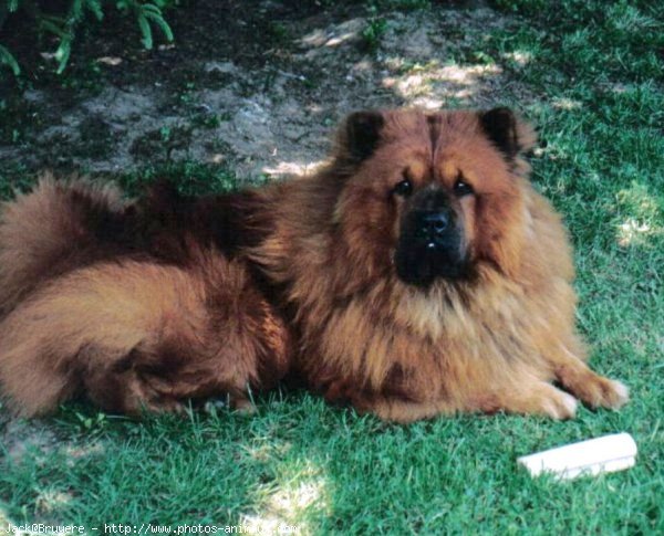 Photo de Chow chow