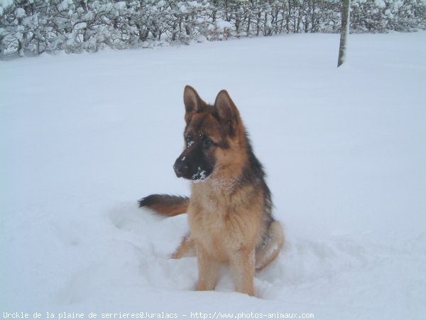 Photo de Berger allemand  poil court