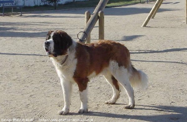 Photo de Saint-bernard poil long