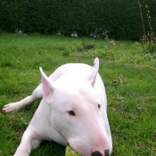 Photo de Bull terrier miniature