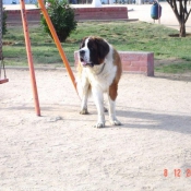 Photo de Saint-bernard poil long