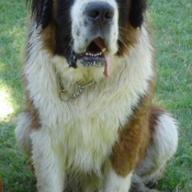 Photo de Saint-bernard poil long