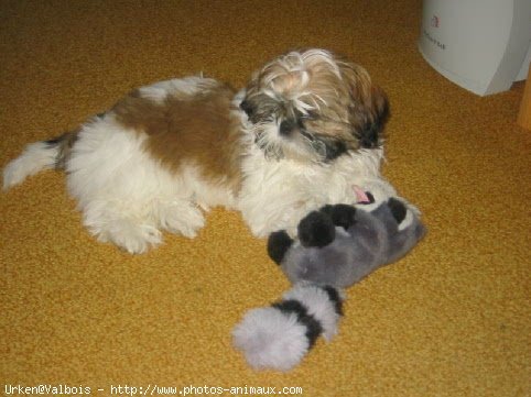 Photo de Shih tzu