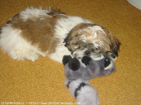 Photo de Shih tzu