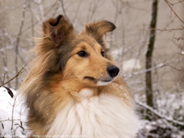 Photo de Chien de berger des shetland