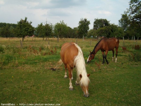 Photo de Haflinger