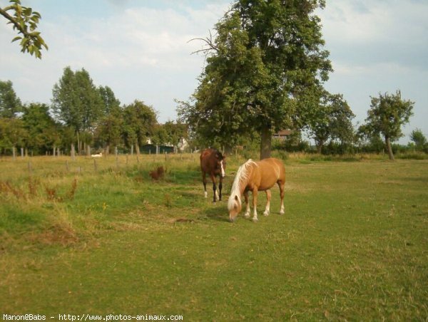 Photo de Haflinger