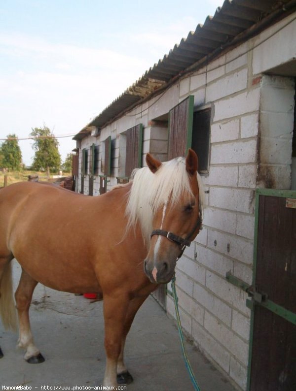 Photo de Haflinger