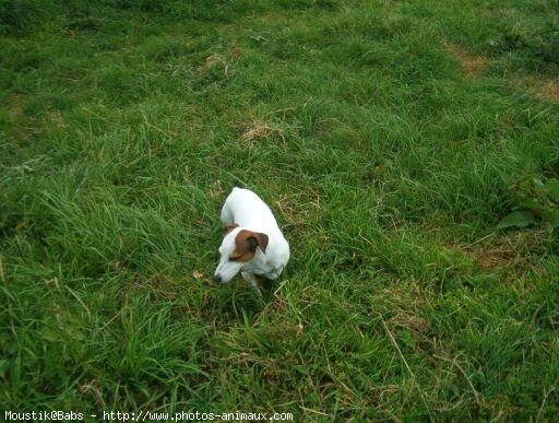 Photo de Jack russell terrier