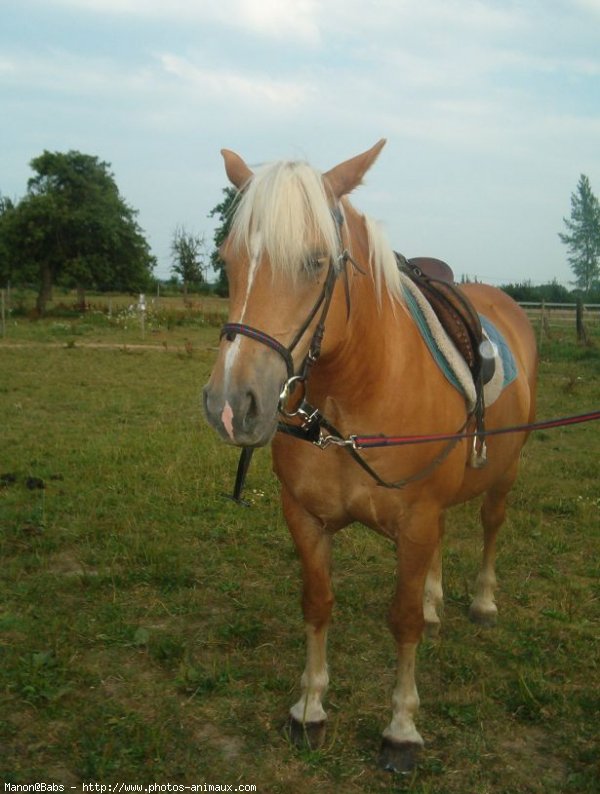 Photo de Haflinger