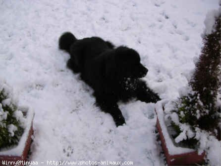 Photo de Chien de terre-neuve