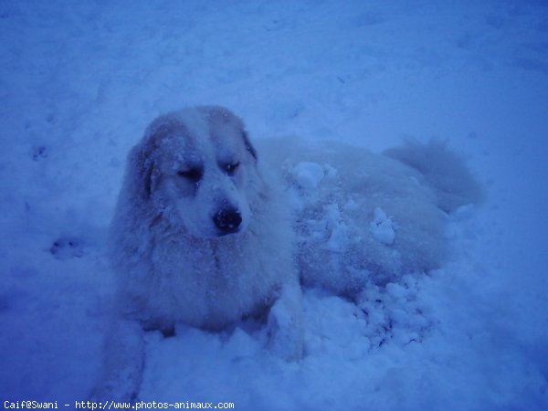 Photo de Chien de montagne des pyrnes