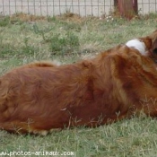 Photo de Saint-bernard poil long