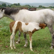 Photo de Races diffrentes