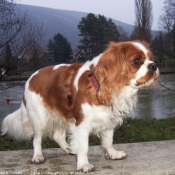 Photo de Cavalier king charles spaniel