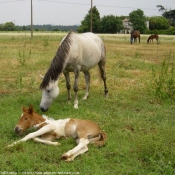 Photo de Races diffrentes