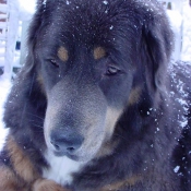 Photo de Dogue du tibet