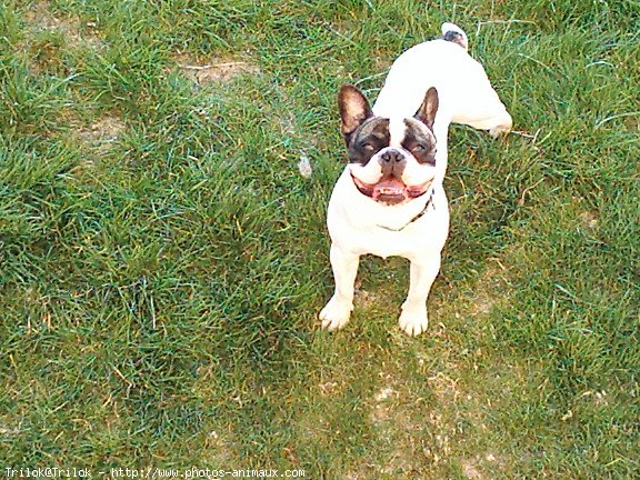 Photo de Bouledogue franais