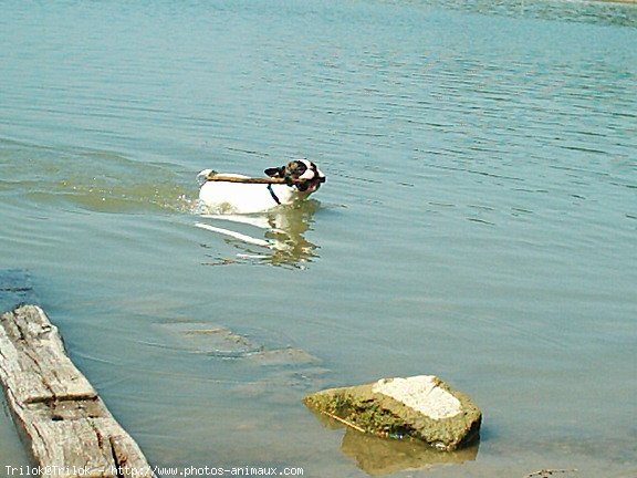 Photo de Bouledogue franais