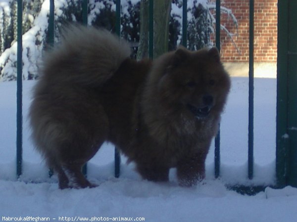 Photo de Chow chow