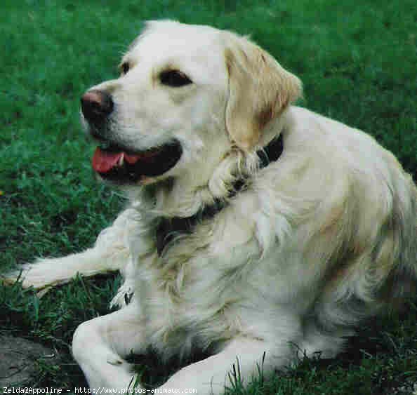 Photo de Golden retriever