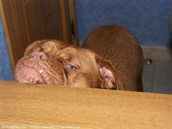 Photo de Dogue de bordeaux