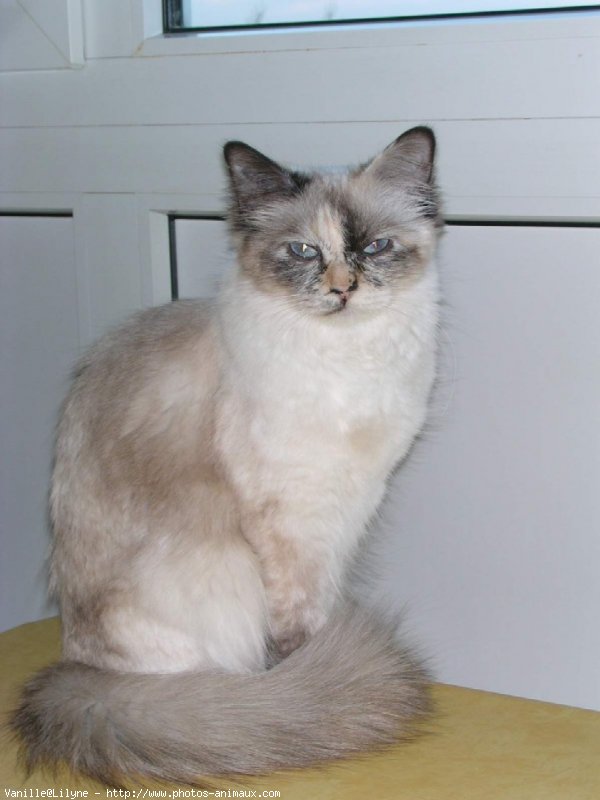 Photo de Sacr de birmanie