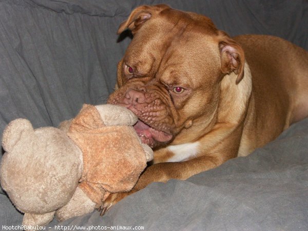 Photo de Dogue de bordeaux