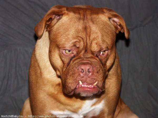 Photo de Dogue de bordeaux