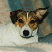 Photo de Jack russell terrier