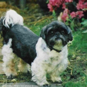 Photo de Shih tzu