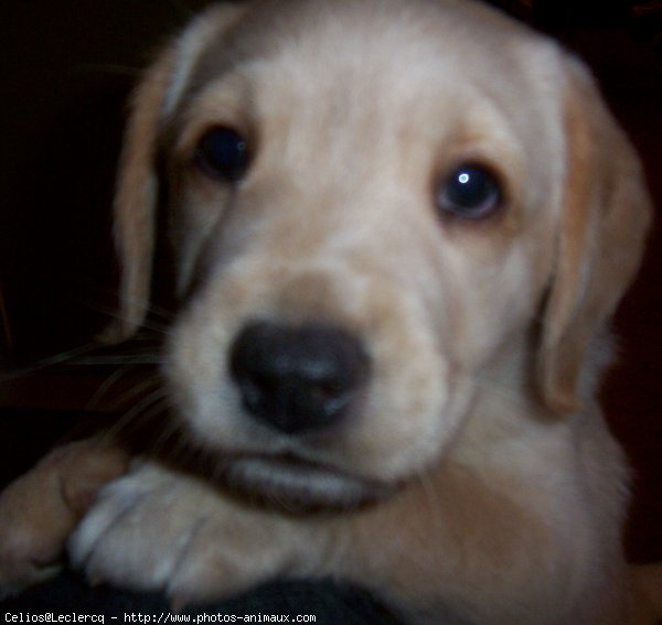 Photo de Labrador retriever