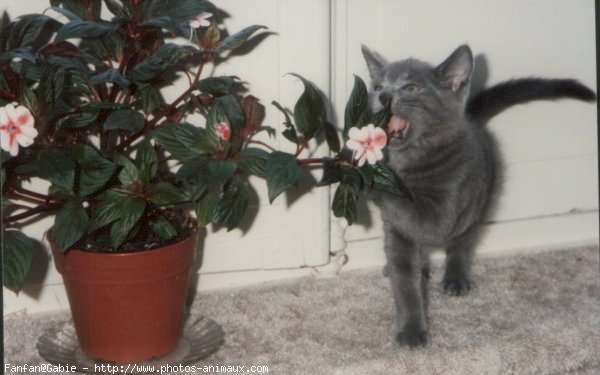 Photo de Chartreux