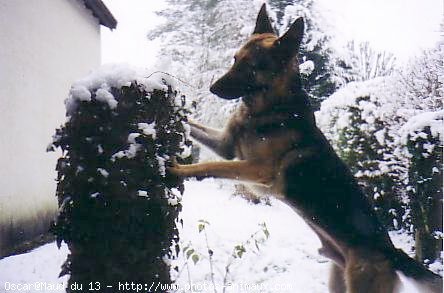 Photo de Berger allemand  poil court