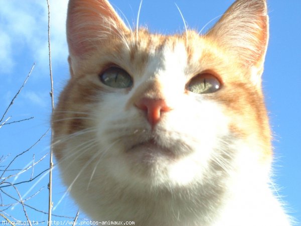 Photo de Croisement